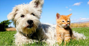 How to get best results from flea and tick discs