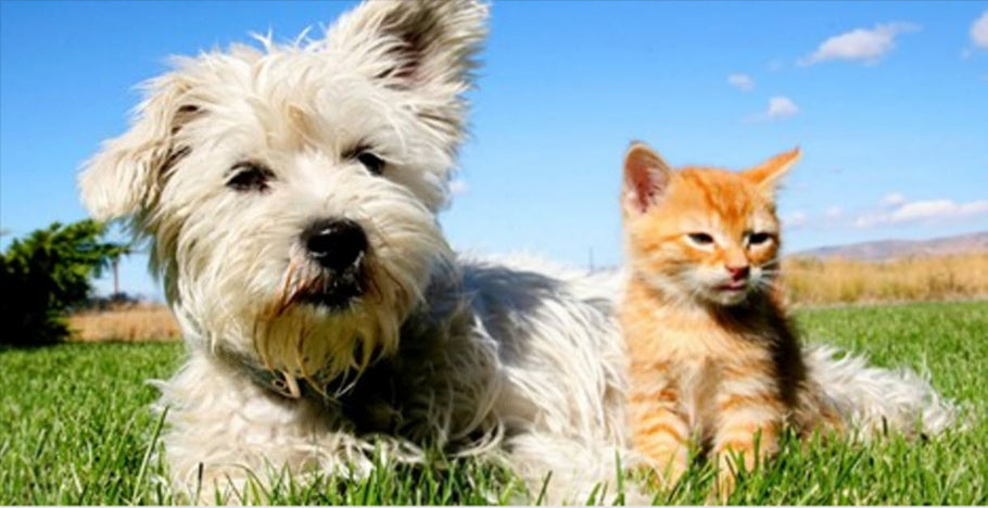 How to get best results from flea and tick discs