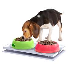 Keeping Ants Out of Your Pet's Food