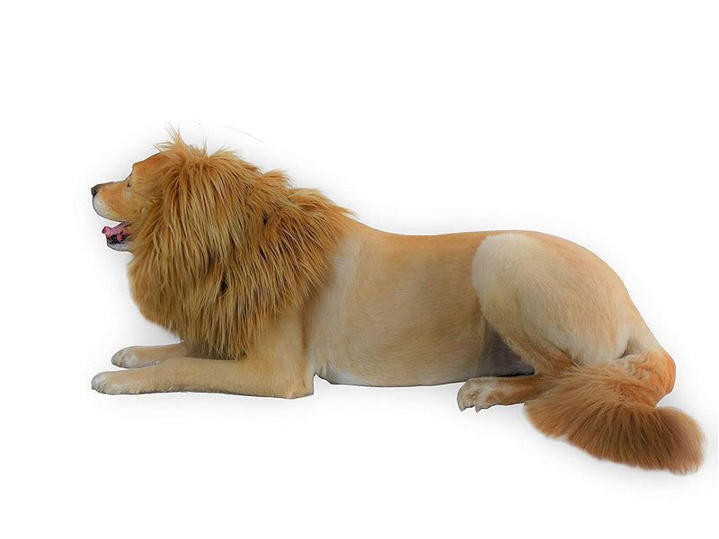 Turn your dog into the Lion King this Halloween