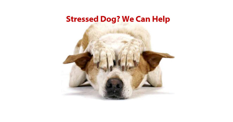 Dog Anxiety Pendants For Pets - A Natural Way to Comfort Your Animals