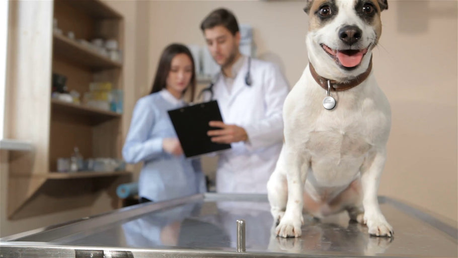Everything you need to know about Pet Protector – how to prepare before use, how it works and why it is the best anti-parasite solution for your pets