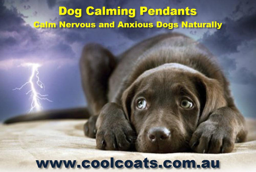 RESELLERS WANTED - POPULAR PET PRODUCT