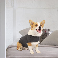 Corgi wearing a dark gray dog anxiety jacket, relaxing on a bed with a toy, designed to reduce anxiety during stressful events.