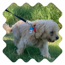 NATPAT Pet Tick Repellent Patches | Proven Natural Tick Protection for Dogs & Cats | Safe for Pets | Non-Toxic, Easy to Apply - 48 Patches - Locket Sold Separately