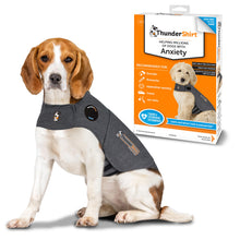 Beagle wearing Ceva Thundershirt calming jacket for dog anxiety, with packaging in background, ideal for anxious pets.