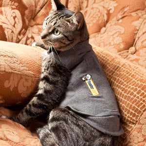 Cat wearing a Thundershirt calming jacket in heather grey, relaxing on a couch.