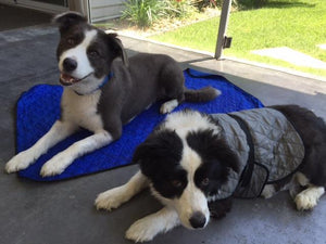 HALF PRICE CLEARANCE HyperKewl Dog Cooling Mat XS - XXL - Pet Protector Australia