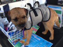 HALF PRICE CLEARANCE PROFESSIONAL QUALITY HyperKewl Dog Cooling Coat - Pet Protector Australia