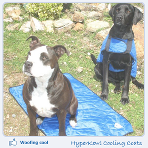 best dog cooling mat in australia